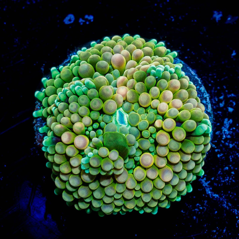 Ricordea Mushroom