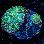 Lunar Interstellar Mushroom - riptide aquaculture llc