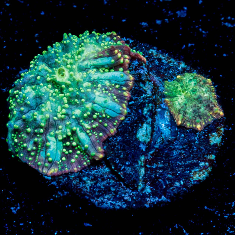 Lunar Interstellar Mushroom