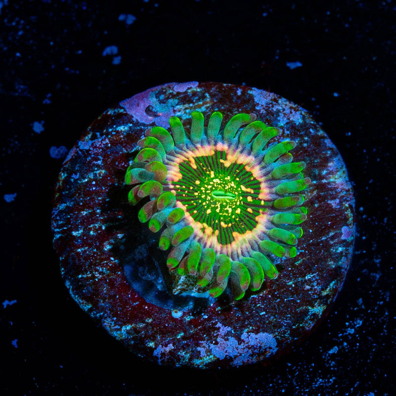 Milky Way Zoanthid