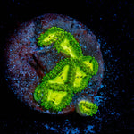 Emerald Muals Zoanthid - riptide aquaculture llc
