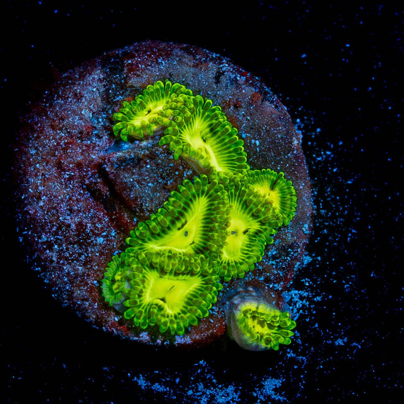 Emerald Muals Zoanthid