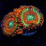 Magicians Zoanthid - riptide aquaculture llc