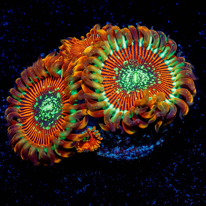 Magicians Zoanthid