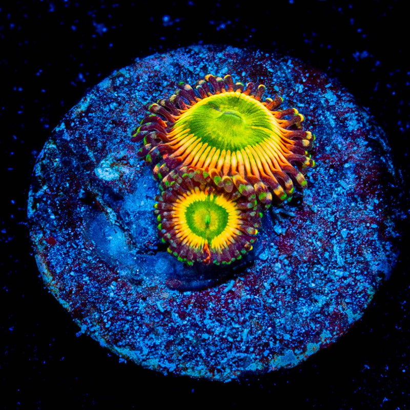 Peach Tea Zoanthid