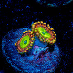 Rainbow Trolls Zoanthid - riptide aquaculture llc