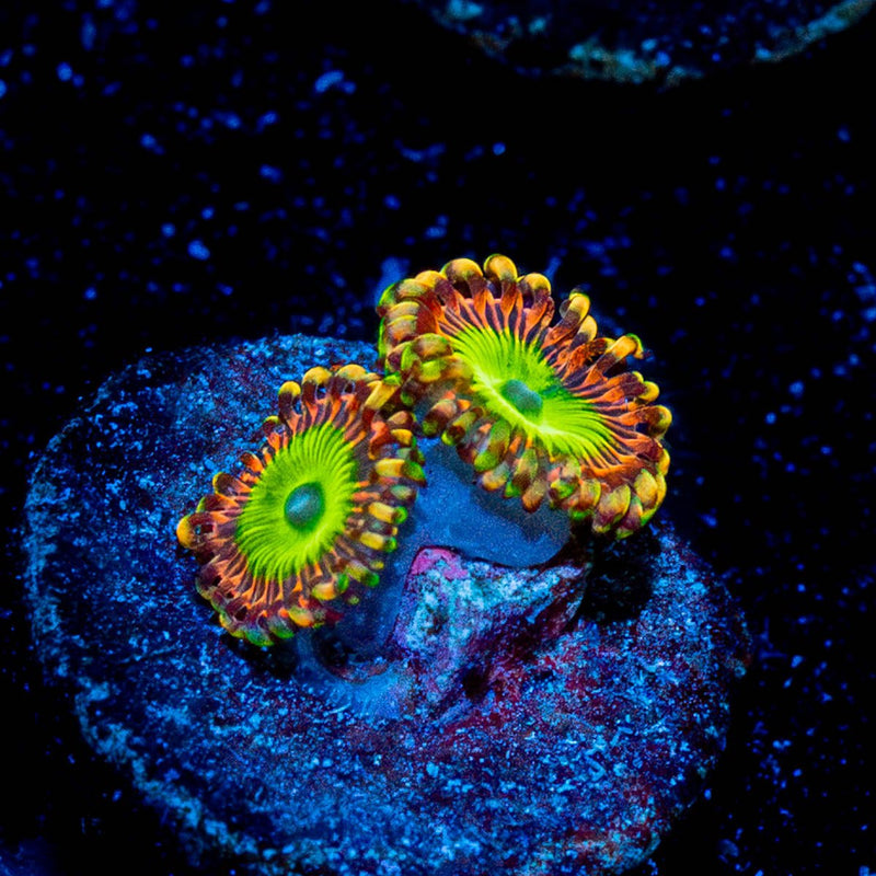 Rainbow Trolls Zoanthid