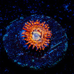 Utter Peace Zoanthid - riptide aquaculture llc