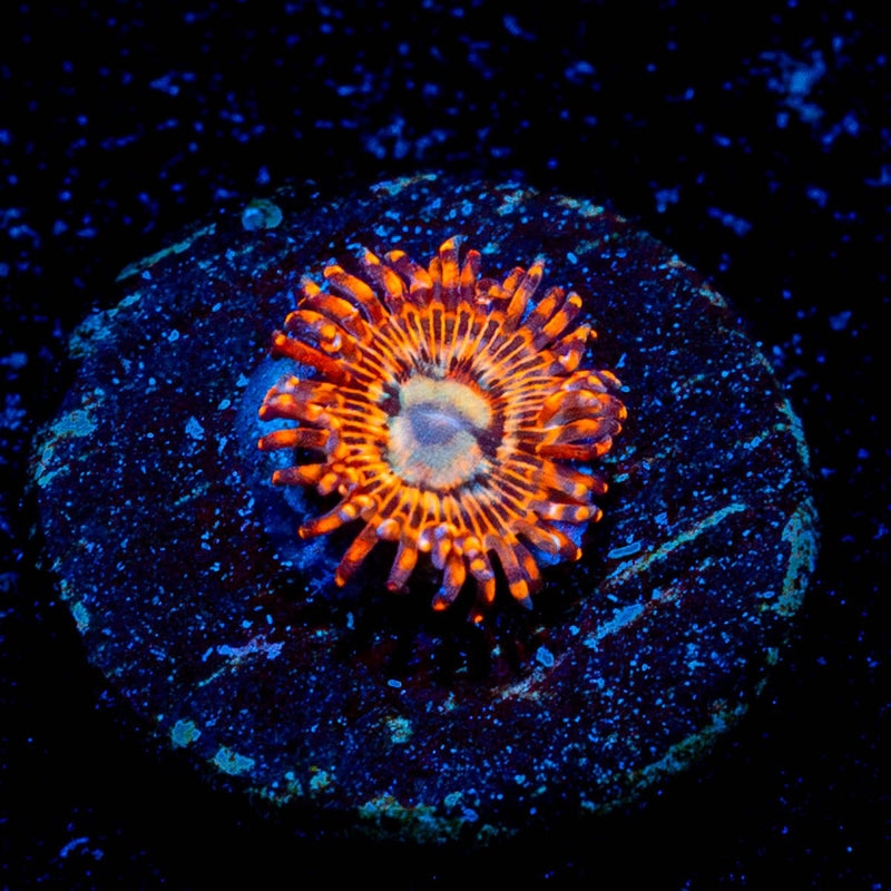 Utter Peace Zoanthid