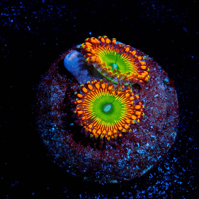 Candy Apple Red Zoanthid