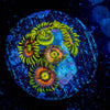 Kamikaze Zoanthid - riptide aquaculture llc