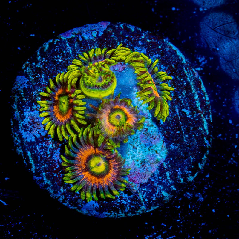 Kamikaze Zoanthid