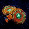 Magicians Zoanthid - riptide aquaculture llc