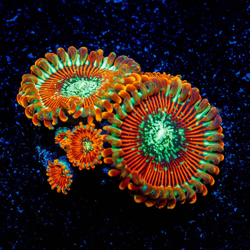 Magicians Zoanthid