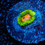 Pink Plasma Zoanthid - riptide aquaculture llc