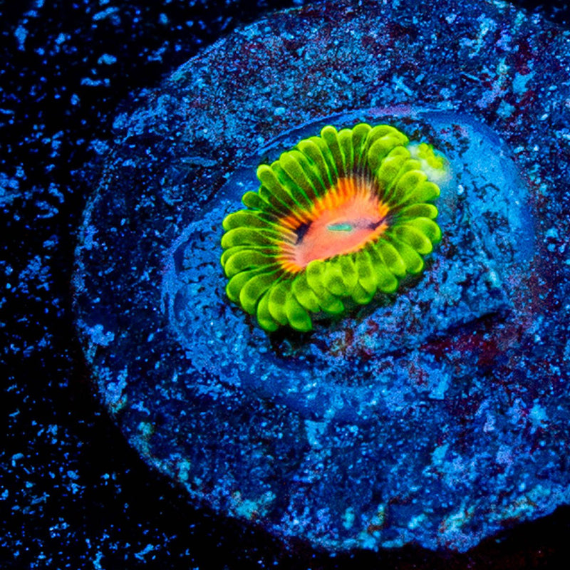 Pink Plasma Zoanthid