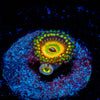 Hyper Jubilees Zoanthid - riptide aquaculture llc