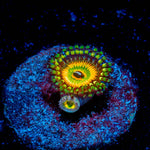 Hyper Jubilees Zoanthid - riptide aquaculture llc