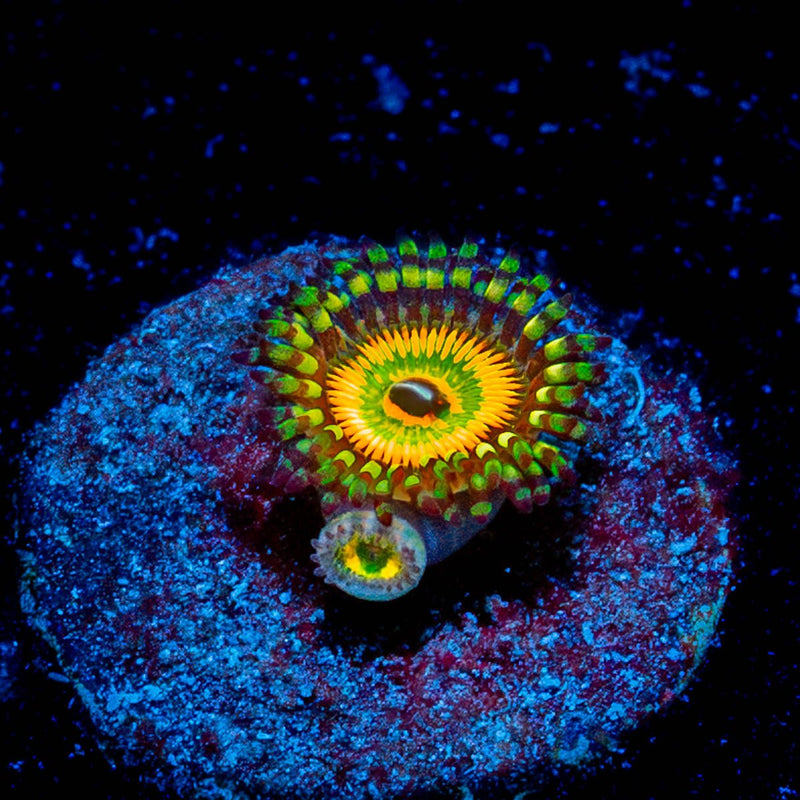 Hyper Jubilees Zoanthid