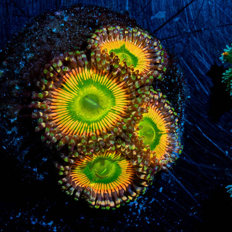 Peach Tea Zoanthid