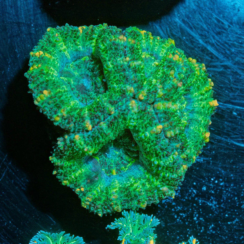 Acan Micromussa