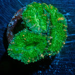 Acan Micromussa - riptide aquaculture llc