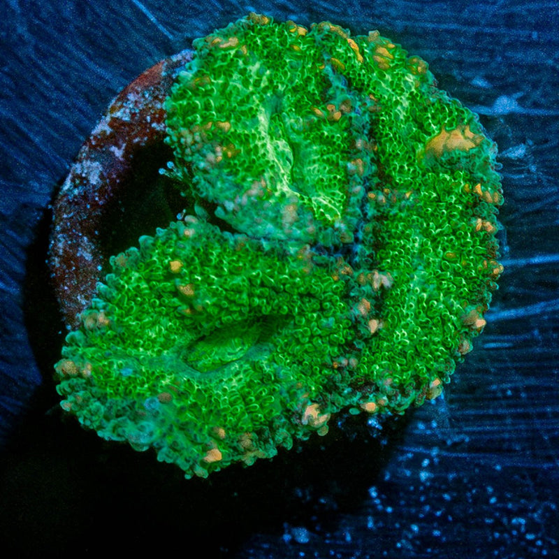 Acan Micromussa