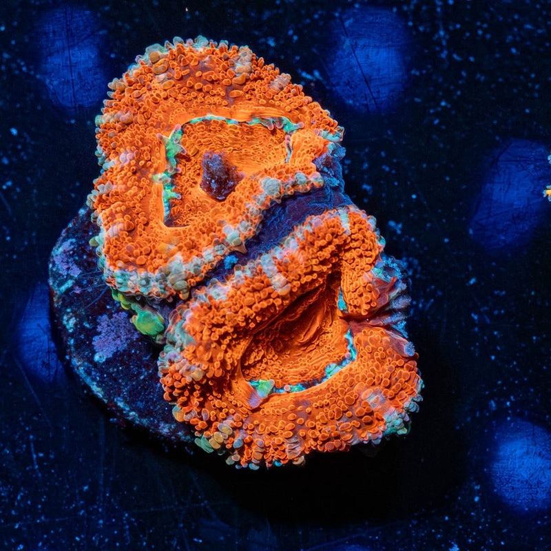 Acan Micromussa