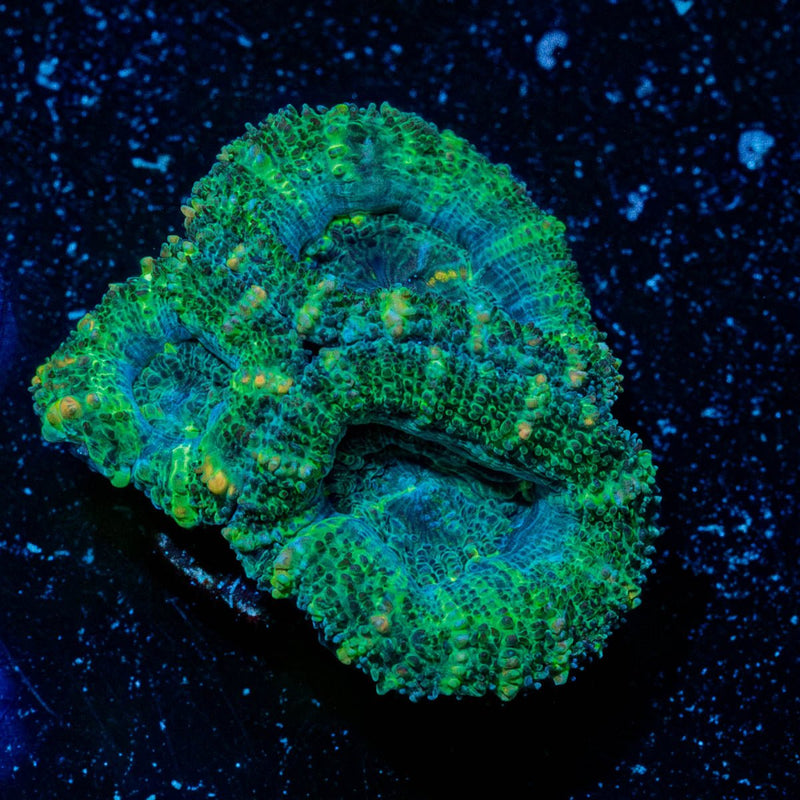 Acan Micromussa