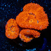 Acan Micromussa - riptide aquaculture llc