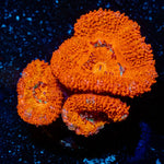 Acan Micromussa - riptide aquaculture llc