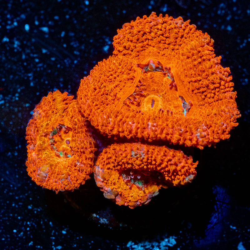 Acan Micromussa