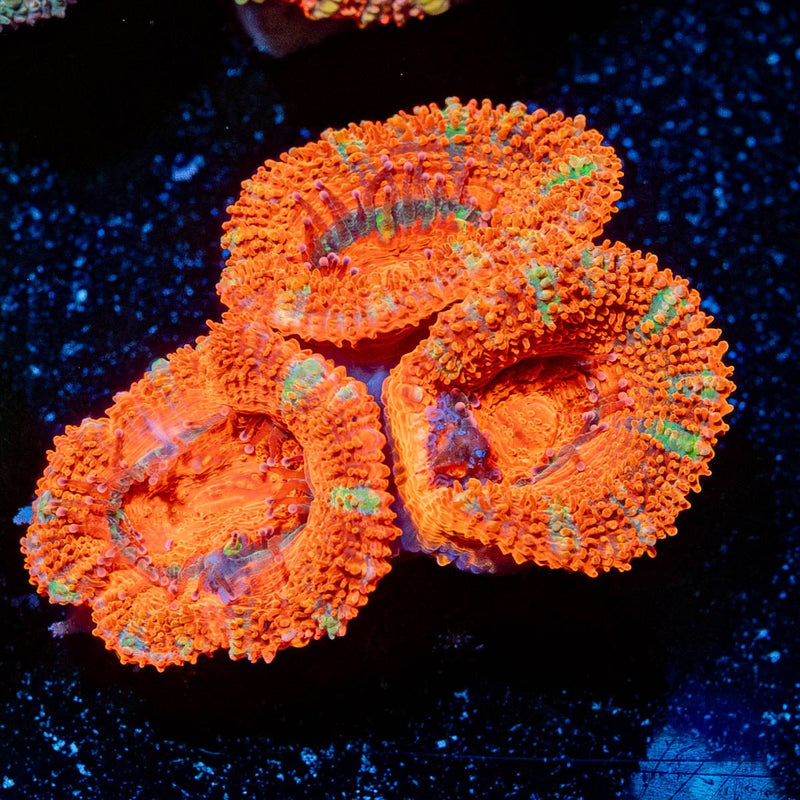 Acan Micromussa