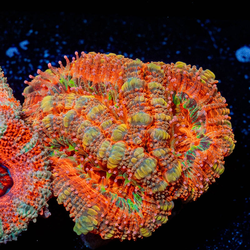 Acan Micromussa
