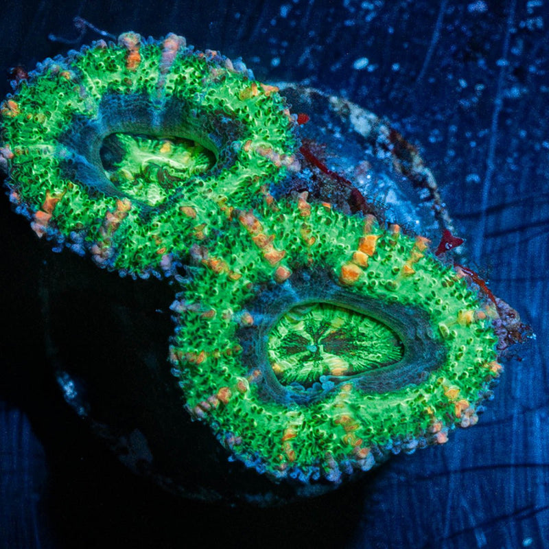 Acan Micromussa