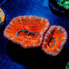 Acan Micromussa - riptide aquaculture llc