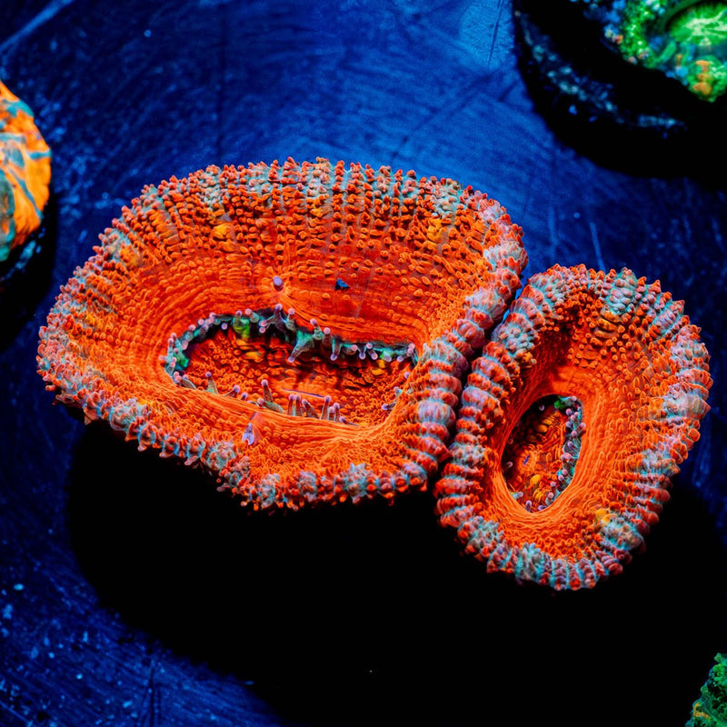 Acan Micromussa