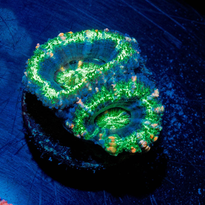 Acan Micromussa