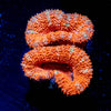 Acan Micromussa - riptide aquaculture llc
