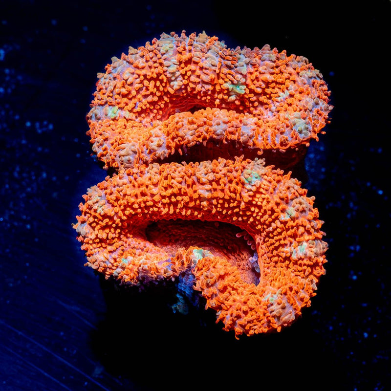 Acan Micromussa