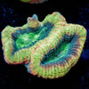 Dragon Slayer Favia - riptide aquaculture llc