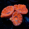 Acan Micromussa - riptide aquaculture llc