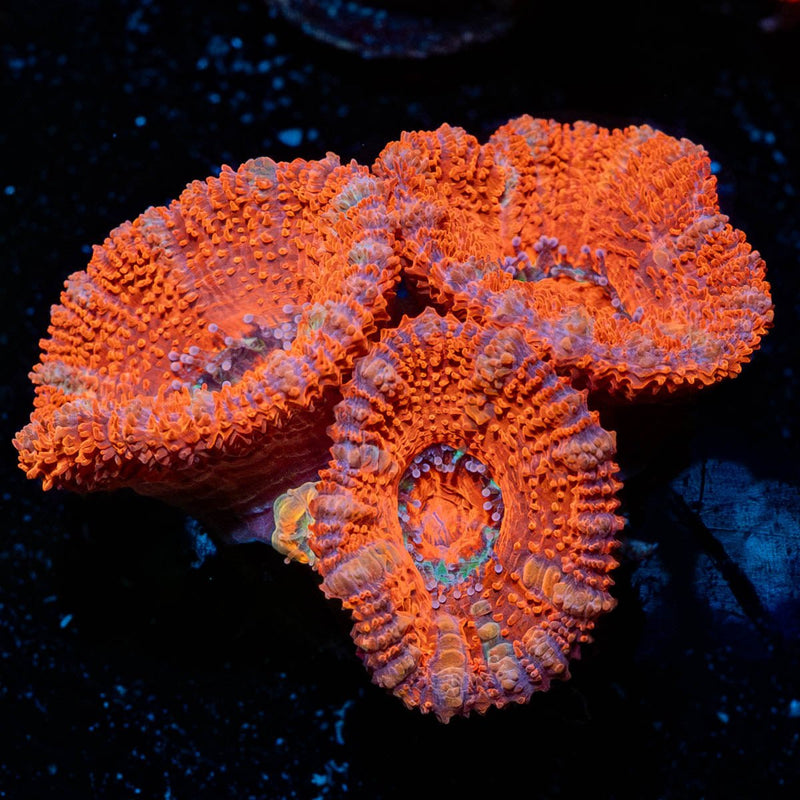 Acan Micromussa