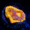 Flaming Bugatti Chalice - riptide aquaculture llc