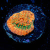 Jolly Rancher Chalice - riptide aquaculture llc