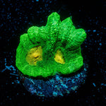 Space Invader Pectinia - riptide aquaculture llc