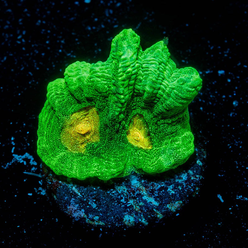 Space Invader Pectinia