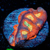 Toro Bravo Chalice - riptide aquaculture llc