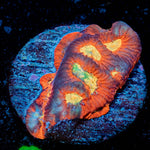 Toro Bravo Chalice - riptide aquaculture llc