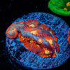 Toro Bravo Chalice - riptide aquaculture llc